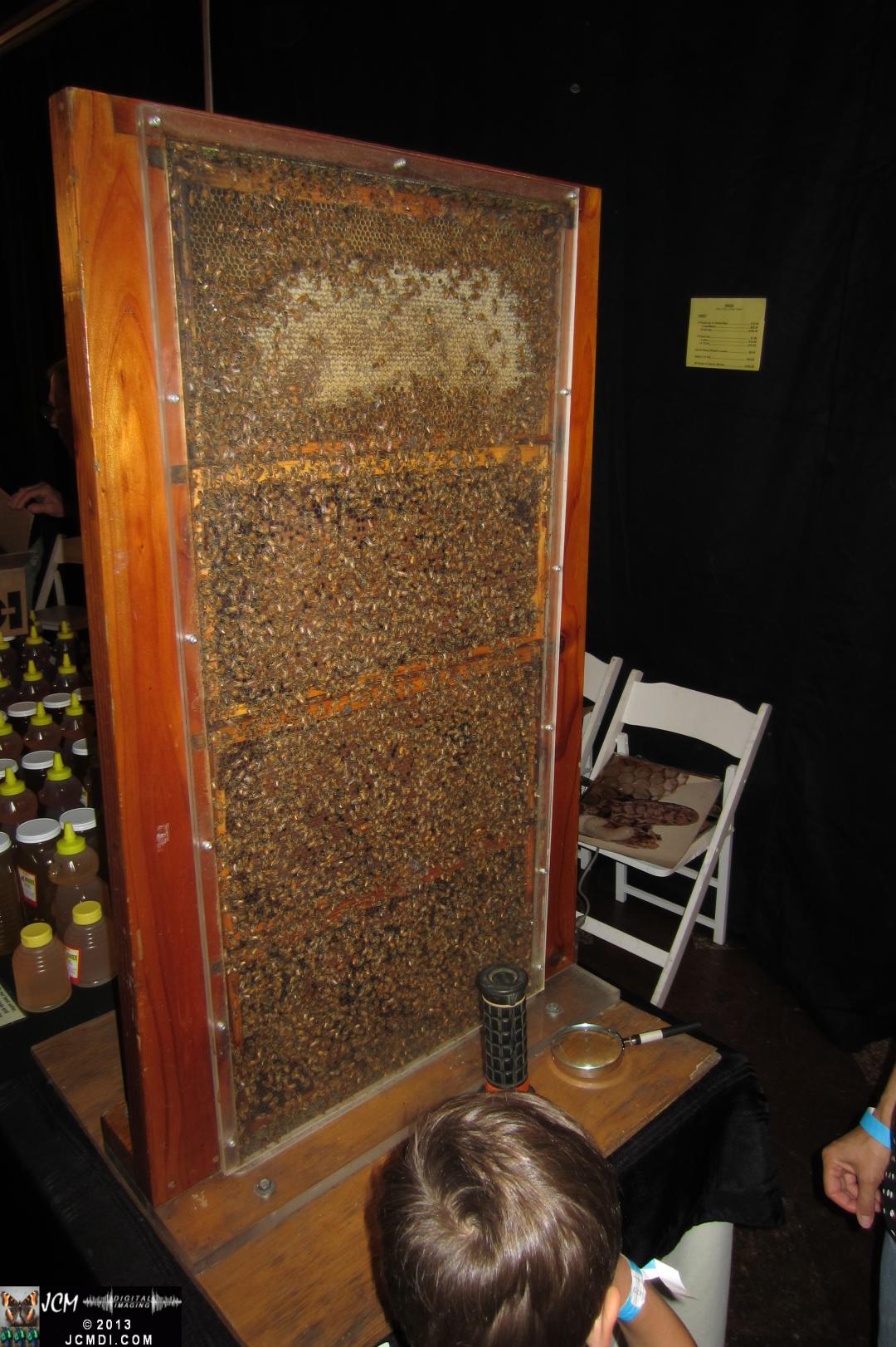 LANHM Bug Fair 2013 bee hive